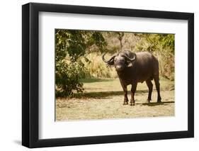 Cape Buffalo (Syncerus Caffer)-Michele Westmorland-Framed Photographic Print
