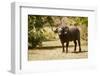 Cape Buffalo (Syncerus Caffer)-Michele Westmorland-Framed Photographic Print