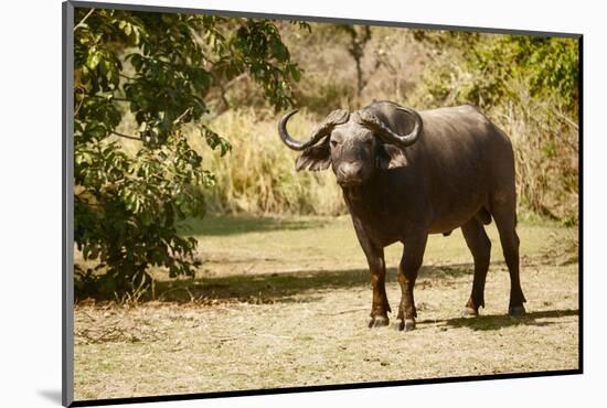 Cape Buffalo (Syncerus Caffer)-Michele Westmorland-Mounted Photographic Print