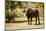 Cape Buffalo (Syncerus Caffer)-Michele Westmorland-Mounted Photographic Print