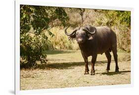 Cape Buffalo (Syncerus Caffer)-Michele Westmorland-Framed Photographic Print