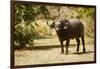 Cape Buffalo (Syncerus Caffer)-Michele Westmorland-Framed Photographic Print