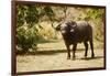 Cape Buffalo (Syncerus Caffer)-Michele Westmorland-Framed Photographic Print