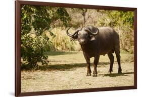 Cape Buffalo (Syncerus Caffer)-Michele Westmorland-Framed Photographic Print