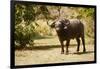 Cape Buffalo (Syncerus Caffer)-Michele Westmorland-Framed Photographic Print