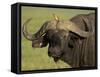 Cape Buffalo with a Red-Billed Oxpecker, Ngorongoro Conservation Area, Tanzania,East Africa,Africa-James Hager-Framed Stretched Canvas