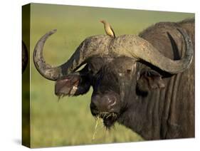 Cape Buffalo with a Red-Billed Oxpecker, Ngorongoro Conservation Area, Tanzania,East Africa,Africa-James Hager-Stretched Canvas
