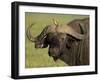 Cape Buffalo with a Red-Billed Oxpecker, Ngorongoro Conservation Area, Tanzania,East Africa,Africa-James Hager-Framed Photographic Print