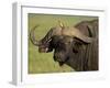 Cape Buffalo with a Red-Billed Oxpecker, Ngorongoro Conservation Area, Tanzania,East Africa,Africa-James Hager-Framed Photographic Print