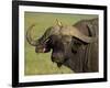 Cape Buffalo with a Red-Billed Oxpecker, Ngorongoro Conservation Area, Tanzania,East Africa,Africa-James Hager-Framed Photographic Print