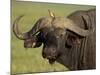 Cape Buffalo with a Red-Billed Oxpecker, Ngorongoro Conservation Area, Tanzania,East Africa,Africa-James Hager-Mounted Photographic Print