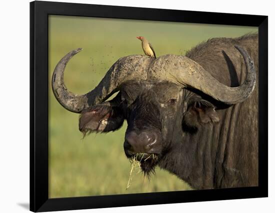 Cape Buffalo with a Red-Billed Oxpecker, Ngorongoro Conservation Area, Tanzania,East Africa,Africa-James Hager-Framed Photographic Print