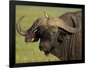 Cape Buffalo with a Red-Billed Oxpecker, Ngorongoro Conservation Area, Tanzania,East Africa,Africa-James Hager-Framed Photographic Print