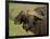 Cape Buffalo with a Red-Billed Oxpecker, Ngorongoro Conservation Area, Tanzania,East Africa,Africa-James Hager-Framed Photographic Print