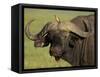 Cape Buffalo with a Red-Billed Oxpecker, Ngorongoro Conservation Area, Tanzania,East Africa,Africa-James Hager-Framed Stretched Canvas