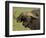 Cape Buffalo with a Red-Billed Oxpecker, Ngorongoro Conservation Area, Tanzania,East Africa,Africa-James Hager-Framed Photographic Print