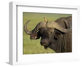 Cape Buffalo with a Red-Billed Oxpecker, Ngorongoro Conservation Area, Tanzania,East Africa,Africa-James Hager-Framed Photographic Print