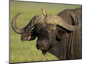 Cape Buffalo with a Red-Billed Oxpecker, Ngorongoro Conservation Area, Tanzania,East Africa,Africa-James Hager-Mounted Photographic Print