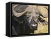 Cape Buffalo with a Yellow-Billed Oxpecker, Kenya-Joe Restuccia III-Framed Stretched Canvas