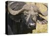 Cape Buffalo with a Yellow-Billed Oxpecker, Kenya-Joe Restuccia III-Stretched Canvas