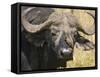 Cape Buffalo with a Yellow-Billed Oxpecker, Kenya-Joe Restuccia III-Framed Stretched Canvas