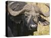 Cape Buffalo with a Yellow-Billed Oxpecker, Kenya-Joe Restuccia III-Stretched Canvas