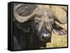 Cape Buffalo with a Yellow-Billed Oxpecker, Kenya-Joe Restuccia III-Framed Stretched Canvas