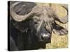 Cape Buffalo with a Yellow-Billed Oxpecker, Kenya-Joe Restuccia III-Stretched Canvas