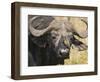 Cape Buffalo with a Yellow-Billed Oxpecker, Kenya-Joe Restuccia III-Framed Photographic Print