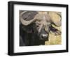 Cape Buffalo with a Yellow-Billed Oxpecker, Kenya-Joe Restuccia III-Framed Photographic Print