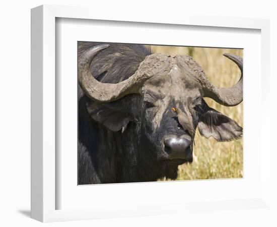 Cape Buffalo with a Yellow-Billed Oxpecker, Kenya-Joe Restuccia III-Framed Photographic Print