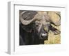 Cape Buffalo with a Yellow-Billed Oxpecker, Kenya-Joe Restuccia III-Framed Photographic Print