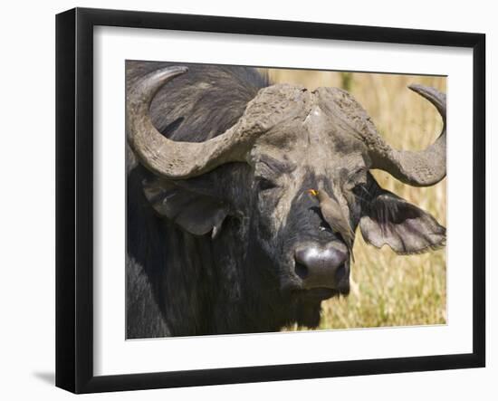 Cape Buffalo with a Yellow-Billed Oxpecker, Kenya-Joe Restuccia III-Framed Photographic Print