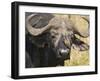 Cape Buffalo with a Yellow-Billed Oxpecker, Kenya-Joe Restuccia III-Framed Photographic Print
