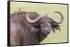 Cape Buffalo with Yellow Ox Pecker Bird, Ngorongoro, Tanzania-James Heupel-Framed Stretched Canvas