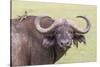 Cape Buffalo with Yellow Ox Pecker Bird, Ngorongoro, Tanzania-James Heupel-Stretched Canvas