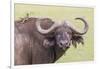 Cape Buffalo with Yellow Ox Pecker Bird, Ngorongoro, Tanzania-James Heupel-Framed Photographic Print