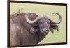 Cape Buffalo with Yellow Ox Pecker Bird, Ngorongoro, Tanzania-James Heupel-Framed Photographic Print