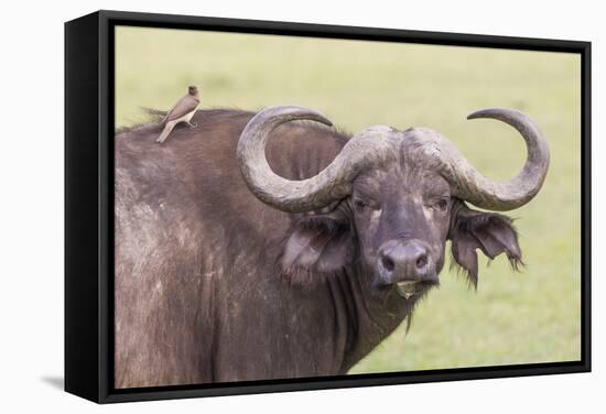 Cape Buffalo with Yellow Ox Pecker Bird, Ngorongoro, Tanzania-James Heupel-Framed Stretched Canvas