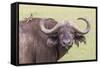 Cape Buffalo with Yellow Ox Pecker Bird, Ngorongoro, Tanzania-James Heupel-Framed Stretched Canvas