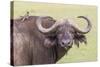 Cape Buffalo with Yellow Ox Pecker Bird, Ngorongoro, Tanzania-James Heupel-Stretched Canvas