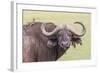 Cape Buffalo with Yellow Ox Pecker Bird, Ngorongoro, Tanzania-James Heupel-Framed Photographic Print