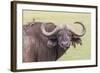 Cape Buffalo with Yellow Ox Pecker Bird, Ngorongoro, Tanzania-James Heupel-Framed Photographic Print