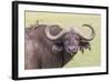 Cape Buffalo with Yellow Ox Pecker Bird, Ngorongoro, Tanzania-James Heupel-Framed Photographic Print