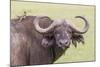 Cape Buffalo with Yellow Ox Pecker Bird, Ngorongoro, Tanzania-James Heupel-Mounted Photographic Print