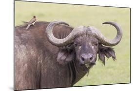 Cape Buffalo with Yellow Ox Pecker Bird, Ngorongoro, Tanzania-James Heupel-Mounted Photographic Print