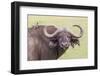 Cape Buffalo with Yellow Ox Pecker Bird, Ngorongoro, Tanzania-James Heupel-Framed Photographic Print