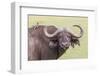 Cape Buffalo with Yellow Ox Pecker Bird, Ngorongoro, Tanzania-James Heupel-Framed Photographic Print