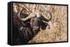 Cape Buffalo-Michele Westmorland-Framed Stretched Canvas