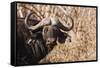 Cape Buffalo-Michele Westmorland-Framed Stretched Canvas